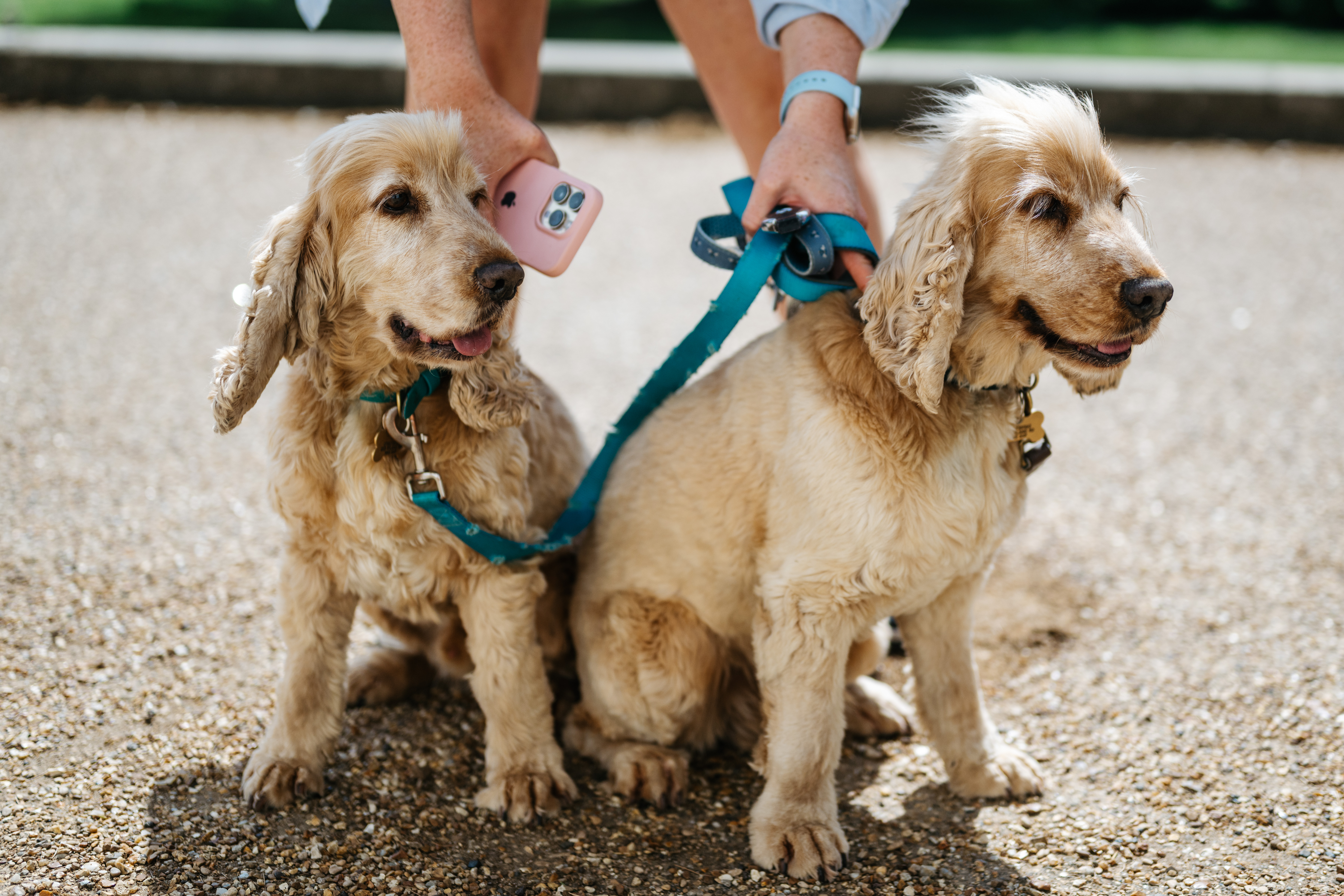 The Gunnersbury Family Dog Show