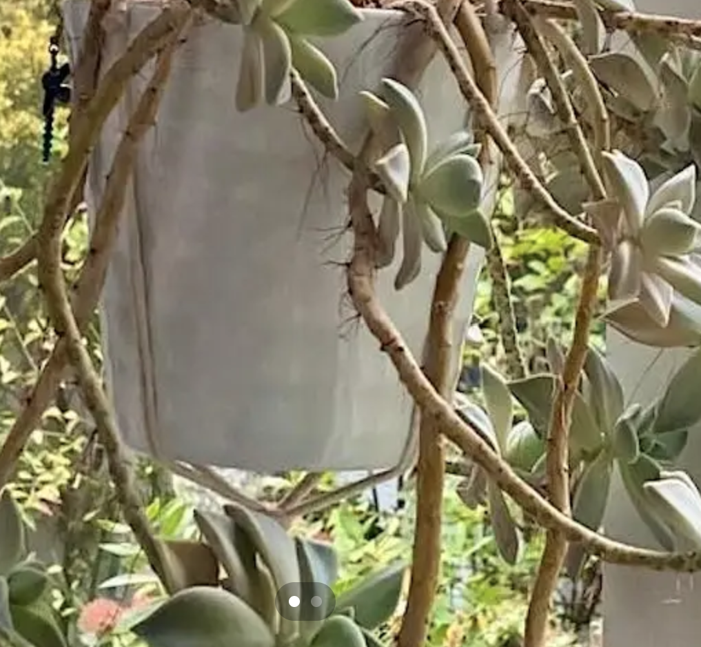 Hanging plant